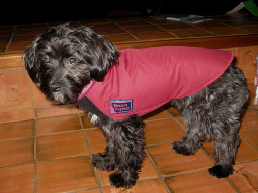 Black+shih+tzu+maltese+mix