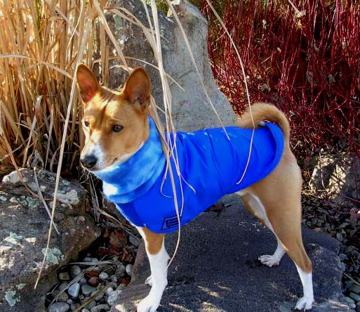 eagle lab mix. Basenji Lab Mix. eagle mix; Basenji Lab Mix. eagle mix. citi. Mar 31, 11:28 AM beagle lab mix. eagle lab mix. Basenji Lab Mix. eagle mix; Basenji Lab Mix. eagle mix. citi. Mar 31, 11:28 AM